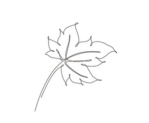 Continuous line drawing of maple leaf. Minimalist single maple art design.