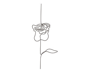 Continuous line drawing of rose flower. Minimalist line art design.