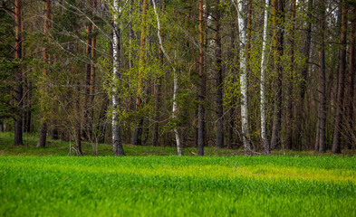 Obraz premium A beautiful, freshly blooming birch trees in spring. New green birch leaves in morning light. Springtime scenery of Northern Europe.