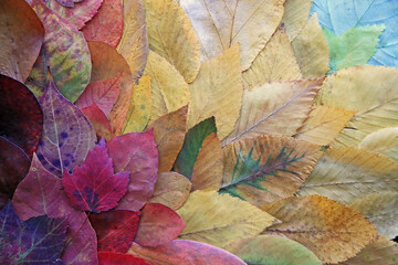 Autumn leaves