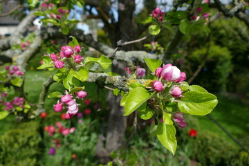 Apfelbl&uuml;ten