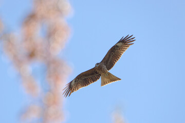 Fototapeta premium 獲物を探す鷹