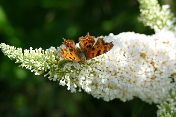 Schmetterling