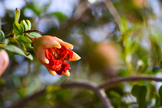 close up of a dwarf pomegranate houseplant blossom. fruit leaf hanging in garden background wallpaper photo