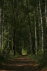 path in the forest