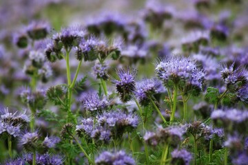 Fototapeta premium field of purple flowers