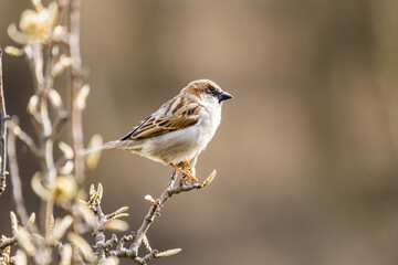 Cute little house sparrow sitting on a tree branch at spring season.