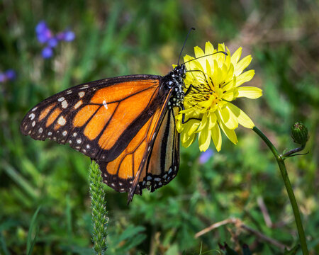 Monarch Butterfly on a yellow wildflower in the nature park in Pearland, Texas!