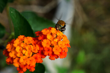 bee on a flower