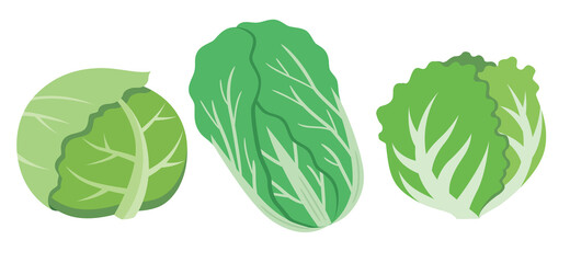 キャベツと白菜とレタスの葉物野菜セットのイラスト素材
