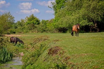 New Forest Ponies in Summer - Countryside scenery