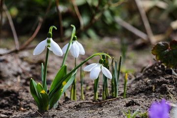 Snowdrop flowers in the garden, sunlight. The first beautiful snowdrops in the spring. Snowdrop...