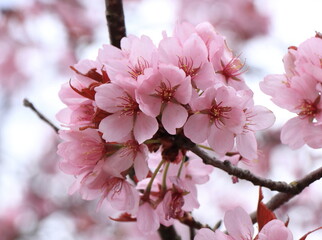 Pink Cherry Blossom Close Up in Amsterdam, Vondelpark