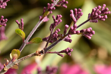 lilas de Chine