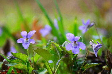 spring flowers in the garden