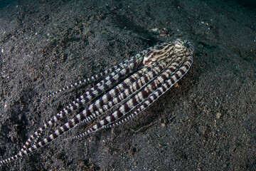 A Mimic octopus, Thaumoctopus mimicus, crawls across a black sand seafloor in Lembeh Strait, Indonesia. This rare cephalopod has the capability of mimicking the behaviors and shapes of other species.