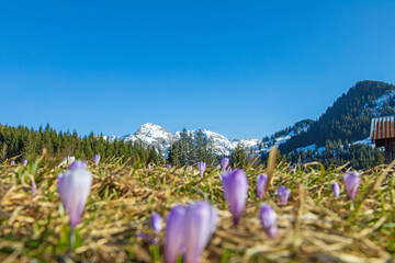 Allgäu - Frühling - Berge - Chalet - Krokusse - Blumen