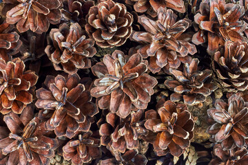 Festive background of dry pine cones. Randomly scattered