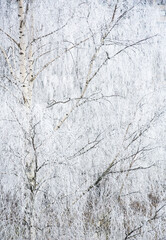 Birch in the winter