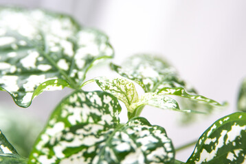 White Polka Dot Plant