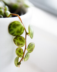 Tiny String of Turtles