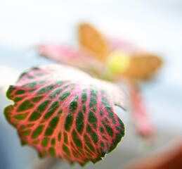 Fittonia