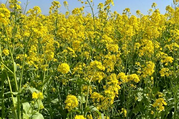 Beautiful golden canola  flowers blooming in the field, springtime flowers background