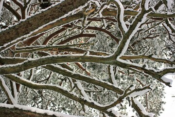 snow covered branches