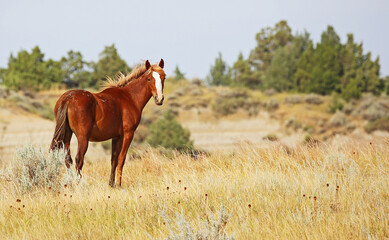 The Mustang - North Dakota, Theodore Roosevelt National Park