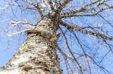 A squirrel sits on a birch tree.