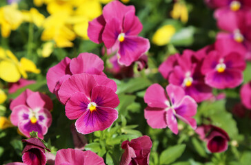 Fototapeta premium Purple pansy flowers