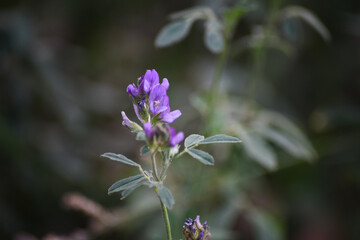 purple flower close up. green plant in garden background wallpaper photo