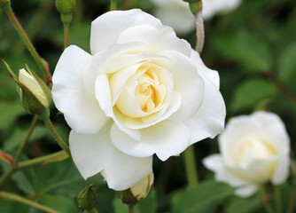 White Rose