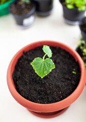 Seedlings of cucumbers in pots near the window, a green leaf close-up. Growing food at home for an ecological and healthy lifestyle. Growing seedlings at home in the cold season