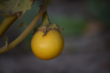yellow Eggplant flowers bloom in the pollen close up. vegetable wallpaper background photo