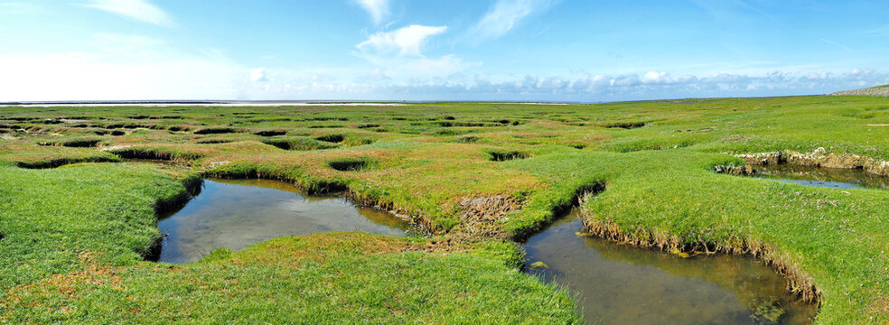 Gras am Nordsee Strand bei Ebbe - Nordseek&uuml;ste in Deutschland
