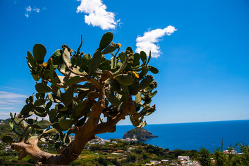 Sunny Italian Mediterranean coast, Ischia Island	
