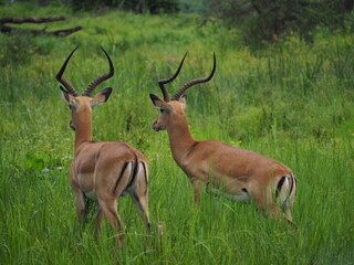 Naklejka na ściany i meble Male antelopes in green savannah 