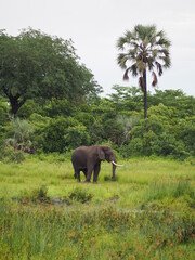 Elephant in green savannah 