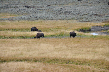 Fototapeta na wymiar Yellowstone NP Bisons