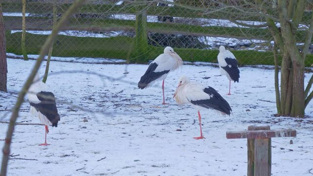 Stork standing in a snowy field in a zoo.