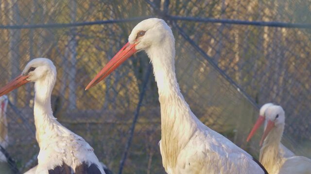 Close shot of storks in captivity.