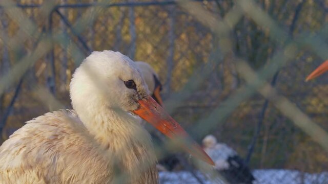Close portrait shot of a stork in captivity behind a fence.