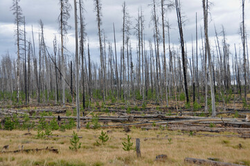 Yellowstone NP