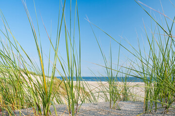 Close view of dune grass with beach