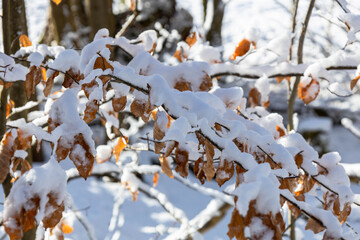 Winterlandschaft, Winter Wonderland, Winter, Schnee 
