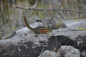 Yellowstone NP