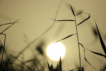 sun in the reed