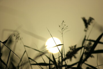 sun in the reed