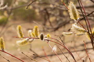 Willow twigs on a blurred background of the spring forest.